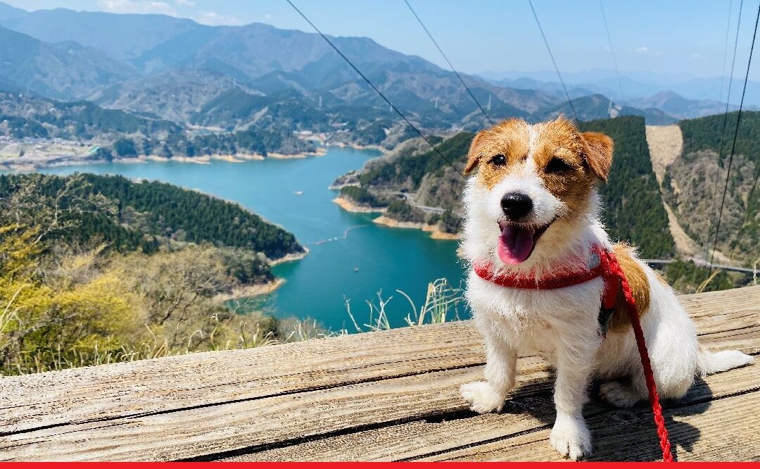 登山犬 ジャックラッセルテリアのモカです