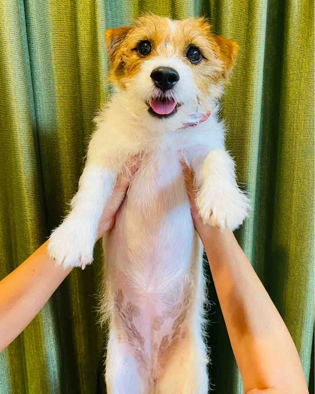 雨上がりの高尾山 犬連れ登山 : 登山犬 ジャックラッセルテリアのモカです