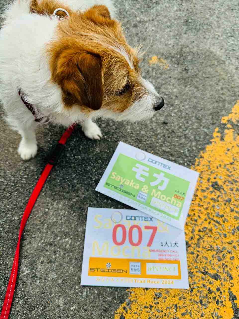 みなかみ人犬同伴TrailRace2024 人犬同伴12kの部に参戦 : 登山犬