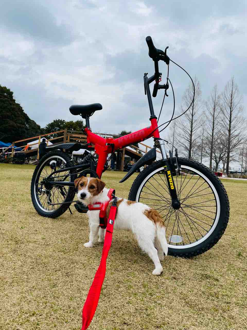 わんこと茨城県 土浦レイクサイドバイクロア2 ワンクロレースに参加