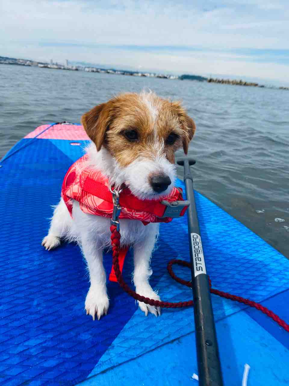 犬と海SUP in 神奈川 : 登山犬 ジャックラッセルテリアのモカです