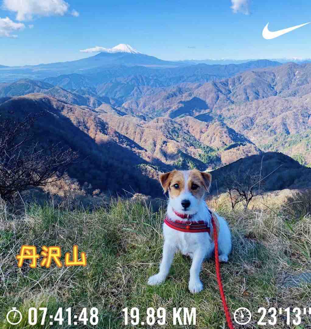 犬連れ登山 神奈川県 丹沢山 百名山3座目 登山犬 ジャックラッセルテリアのモカです