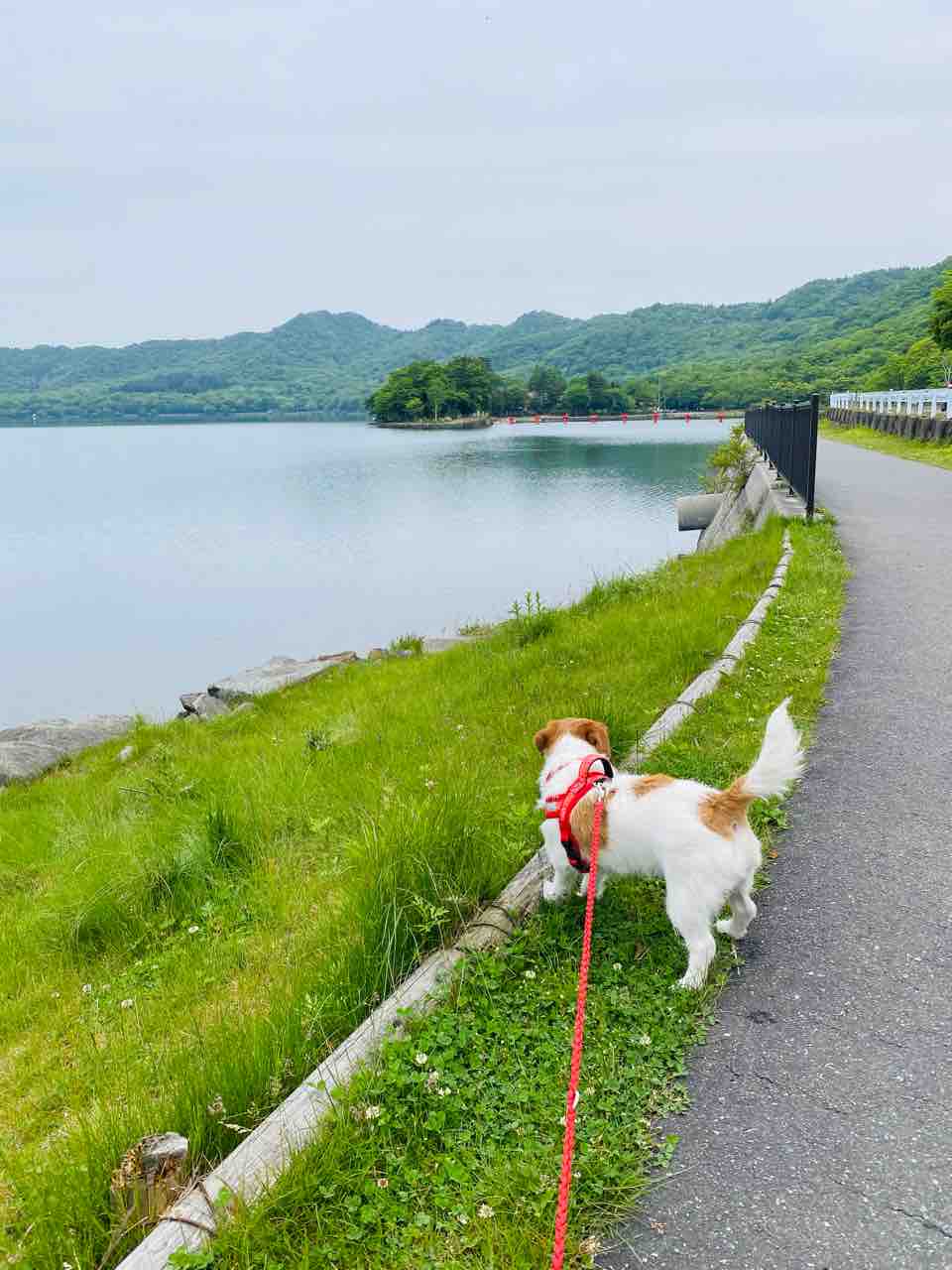 赤城 山 犬 連れ
