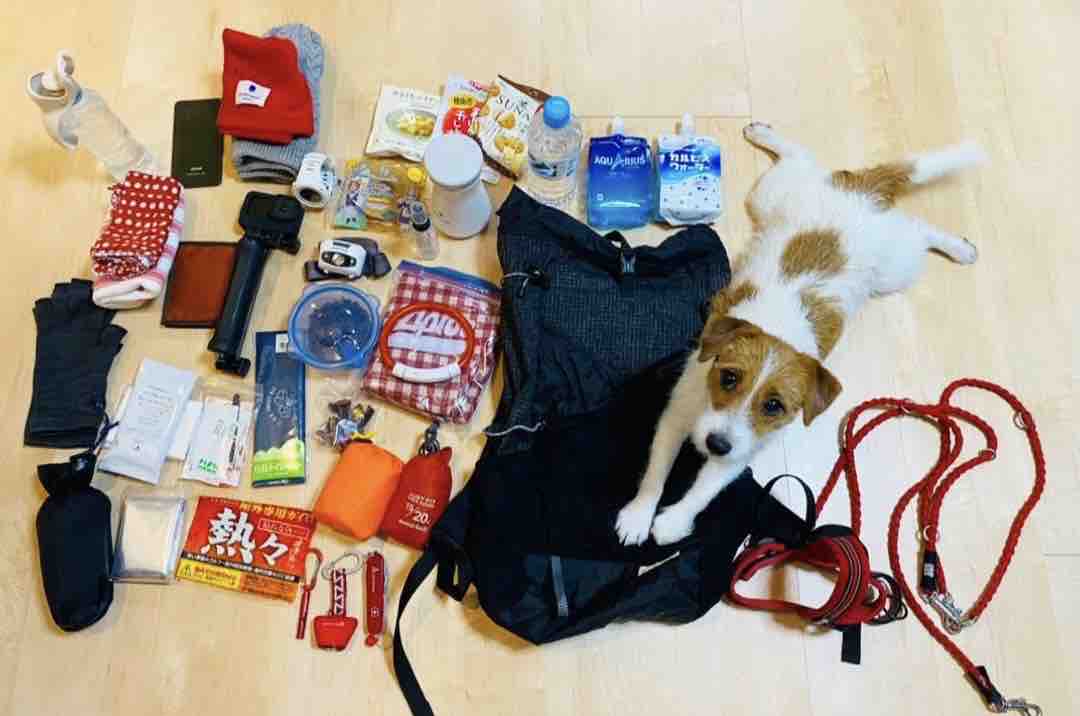 日本百名山バッジコレクションと 犬連れ登山の持ち物 登山犬 ジャックラッセルテリアのモカです