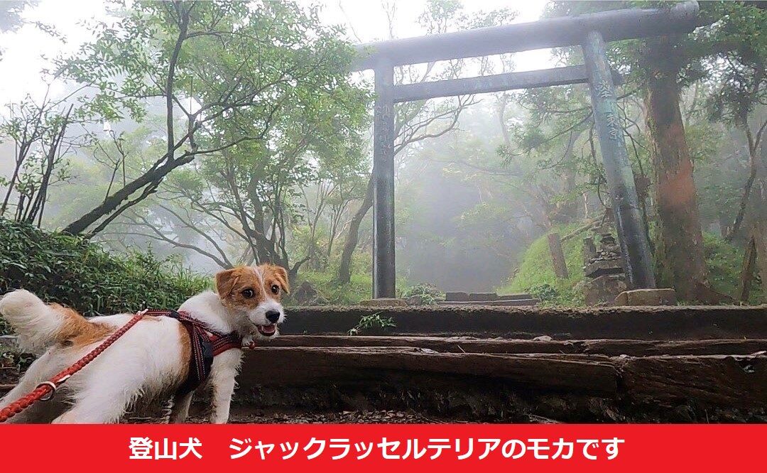 わんこと伊豆旅行 小室山 伊豆アニマルキングダム 道の駅 伊東マリンタウン 登山犬 ジャックラッセルテリアのモカです