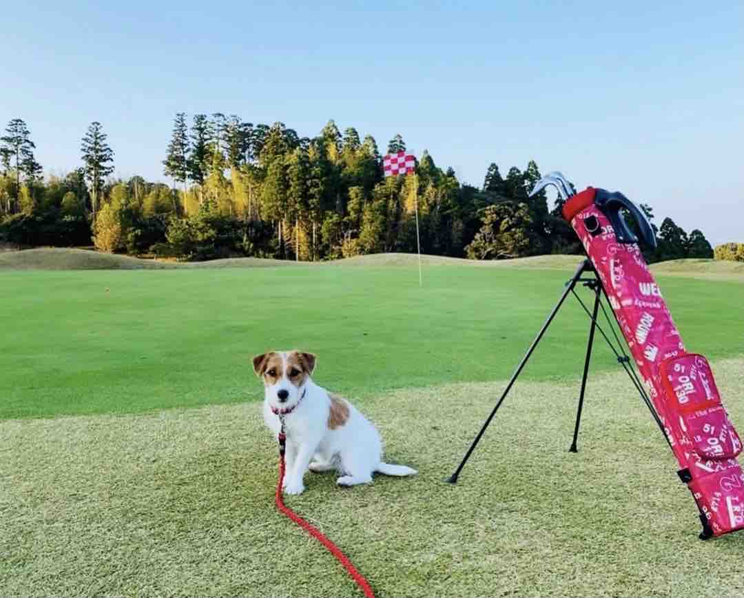 犬同伴ゴルフ ＠ABCいすみゴルフコース（千葉県） : 登山犬 ジャック