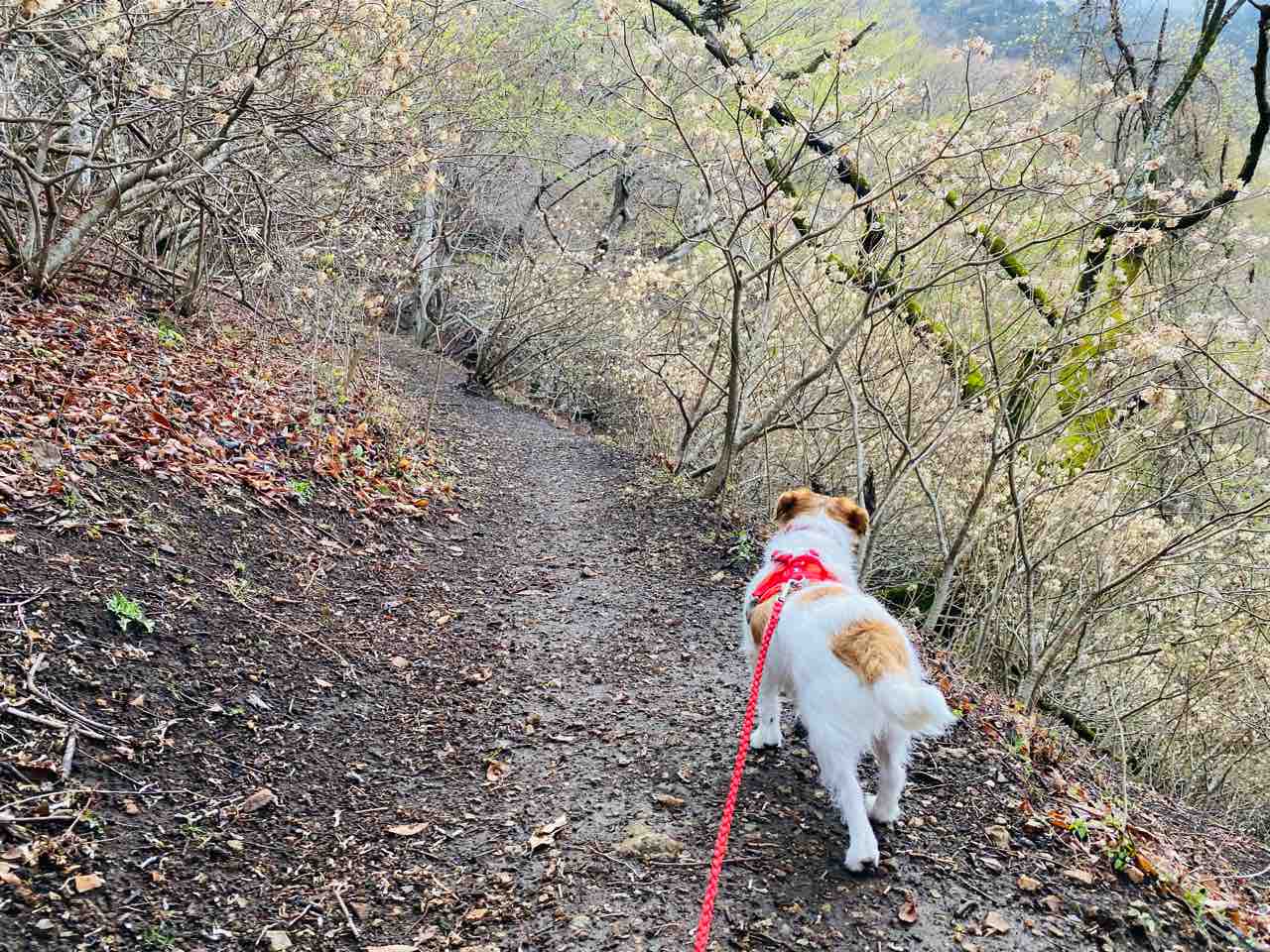 犬連れ登山 神奈川県最高峰 蛭ヶ岳 : 登山犬 ジャックラッセルテリアの
