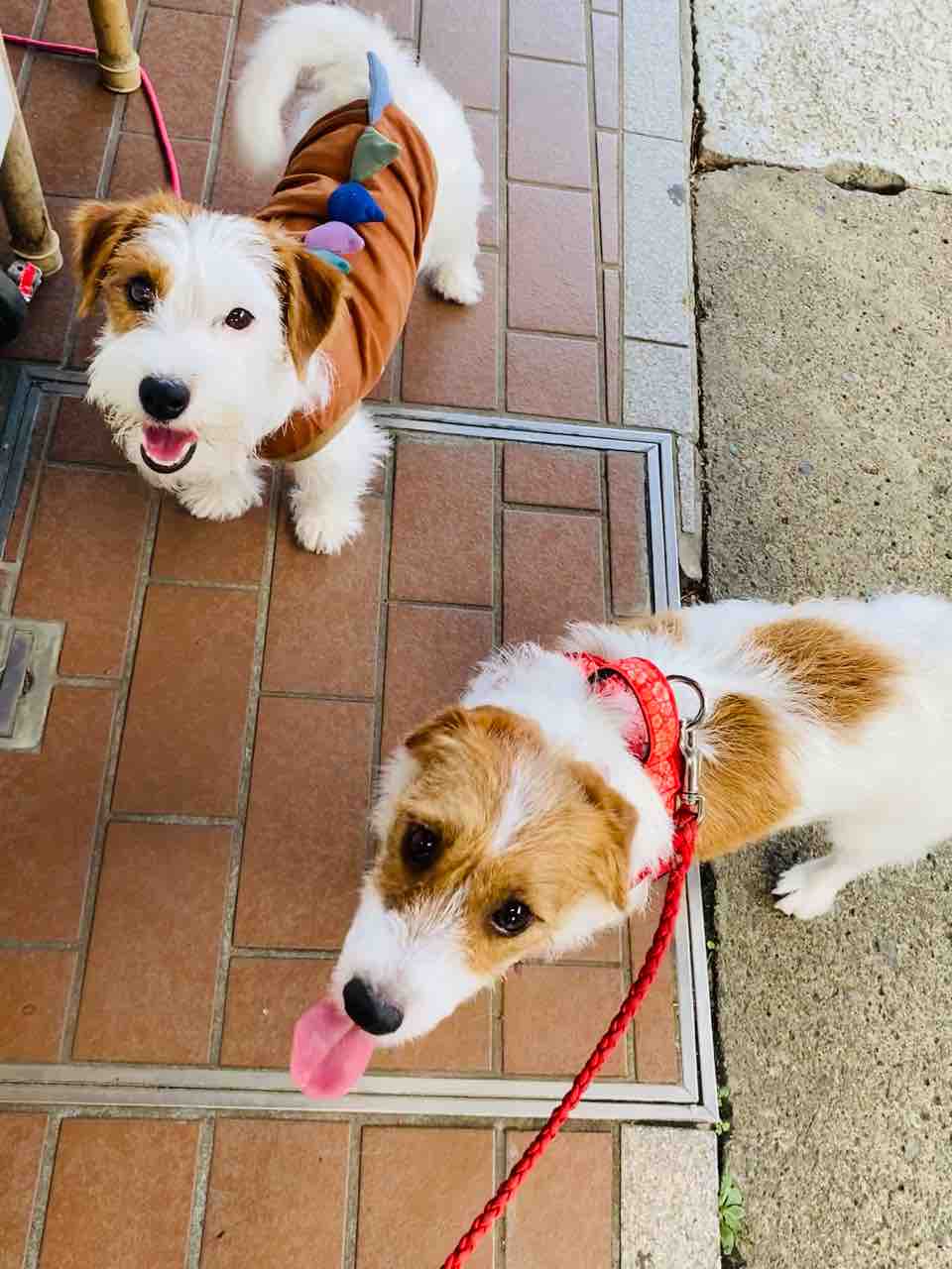 犬連れ丹沢大山絵とうろうまつり : 登山犬 ジャックラッセルテリアの