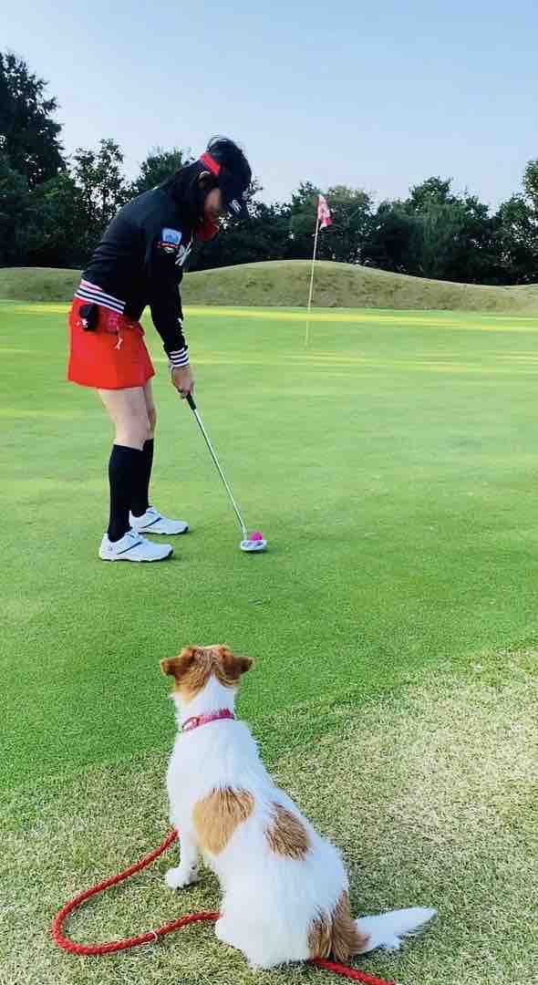 犬同伴ゴルフ ＠ABCいすみゴルフコース（千葉県） : 登山犬 ジャック
