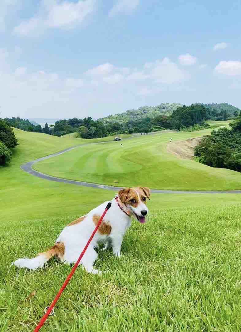 わんこ同伴ゴルフ ＠ABCいすみゴルフコース（千葉県） : 登山犬