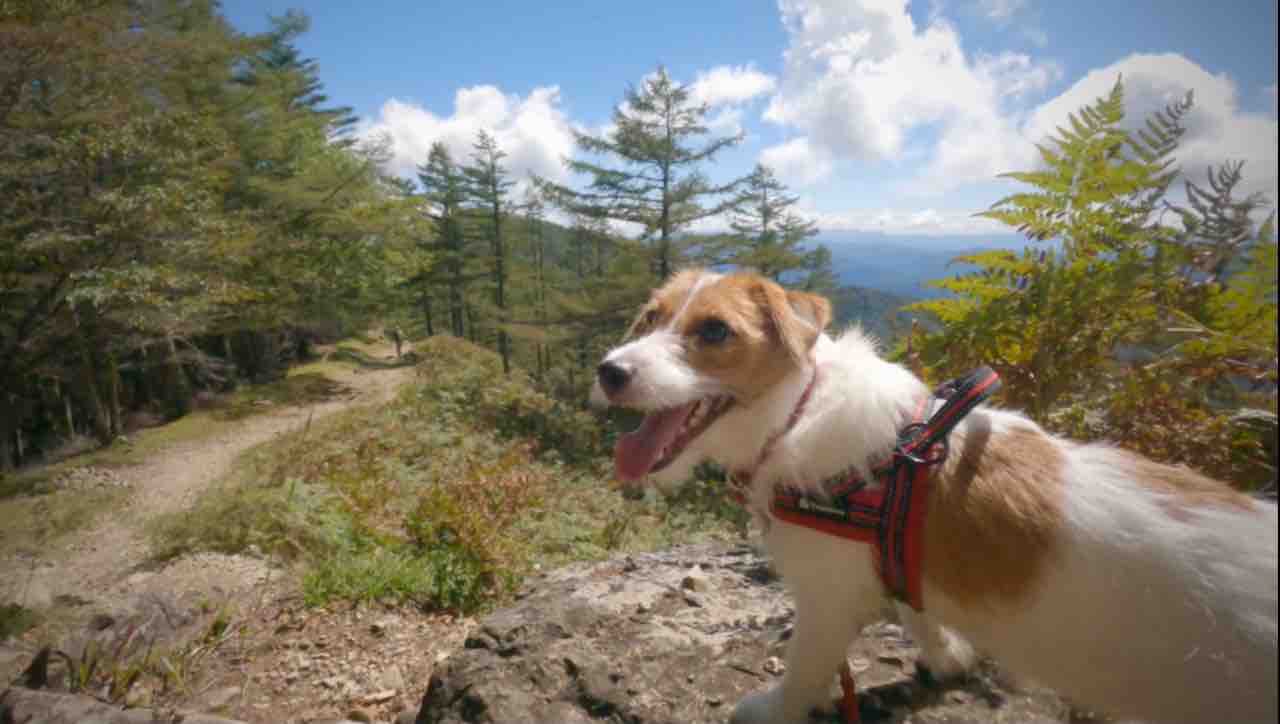 東京都最高峰 雲取山 犬連れ登山 百名山1座目 登山犬 ジャックラッセルテリアのモカです