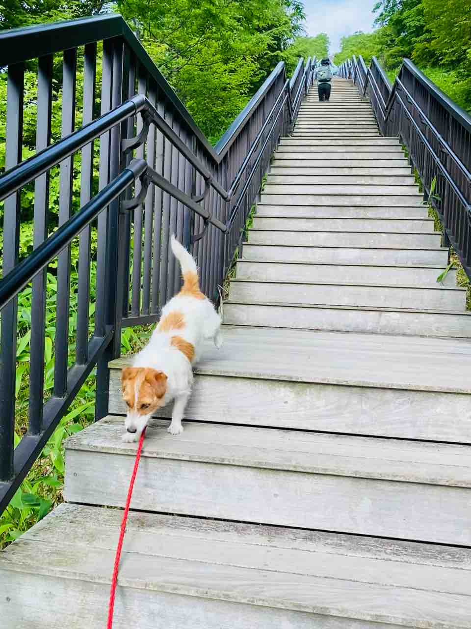 犬連れ霧降高原キスゲ平園地（栃木県日光市） : 登山犬 ジャック