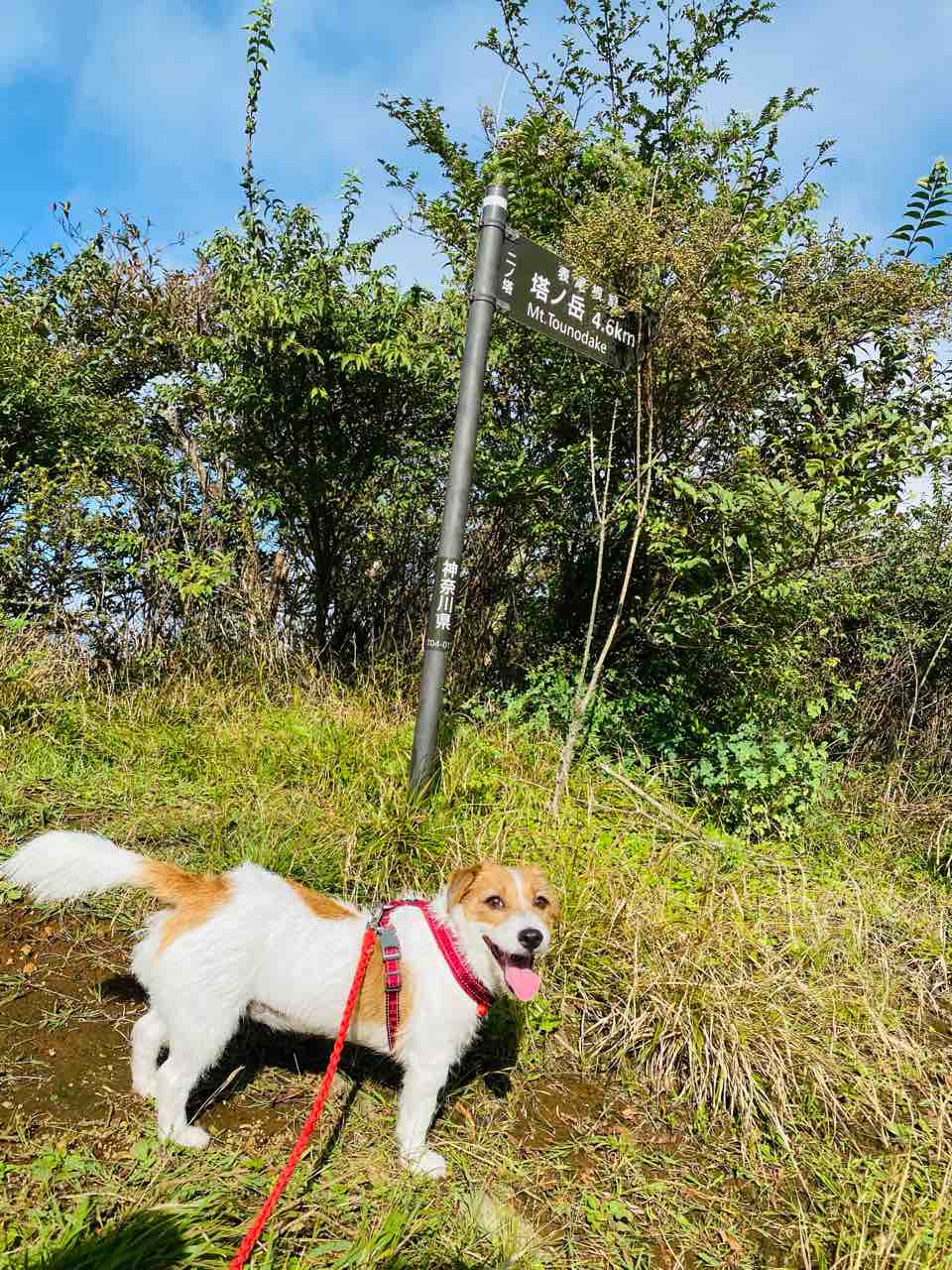 犬連れ登山 菩提峠から塔ノ岳 : 登山犬 ジャックラッセルテリアのモカです