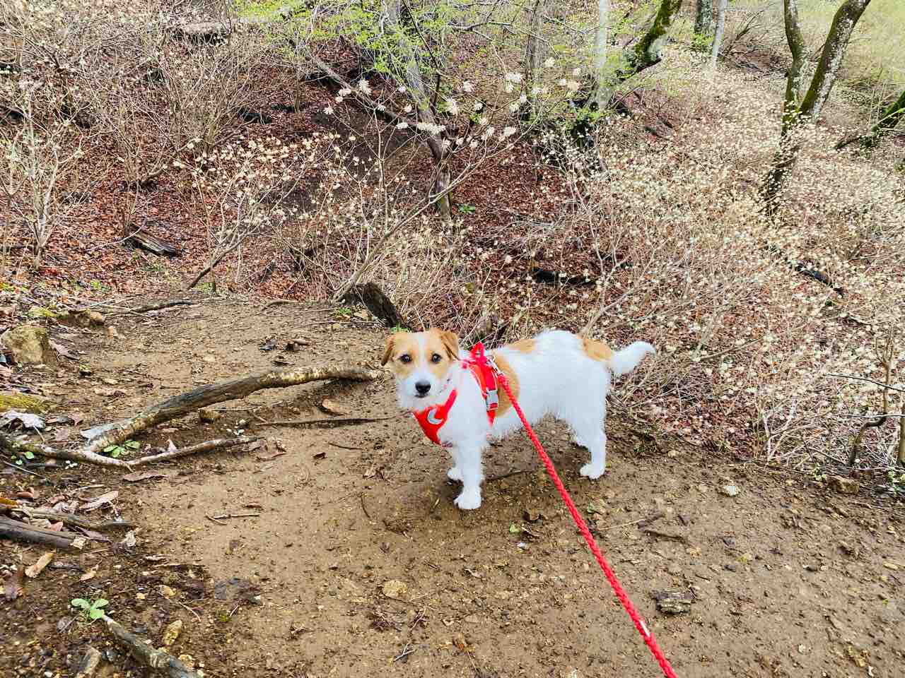 犬連れ登山 神奈川県最高峰 蛭ヶ岳 : 登山犬 ジャックラッセルテリアの