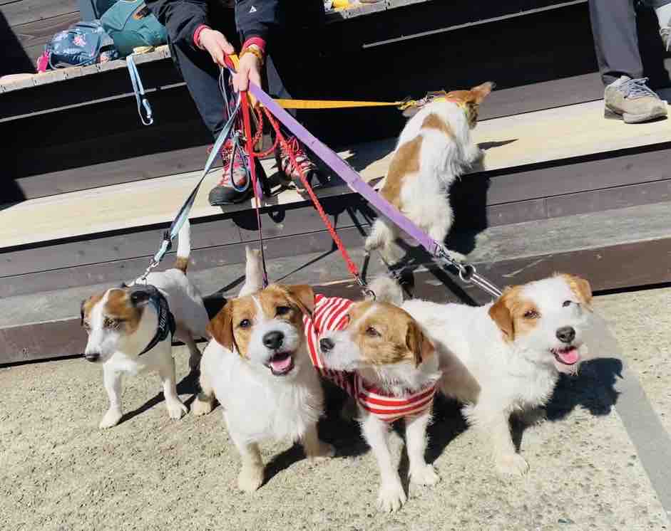 5匹のわんこと 神奈川県大山ハイキング : 登山犬 ジャックラッセル