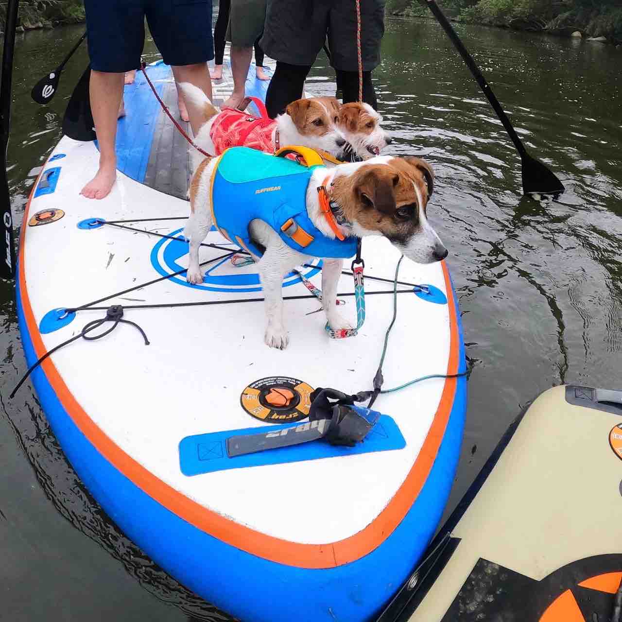 犬と川SUP in 千葉 : 登山犬 ジャックラッセルテリアのモカです