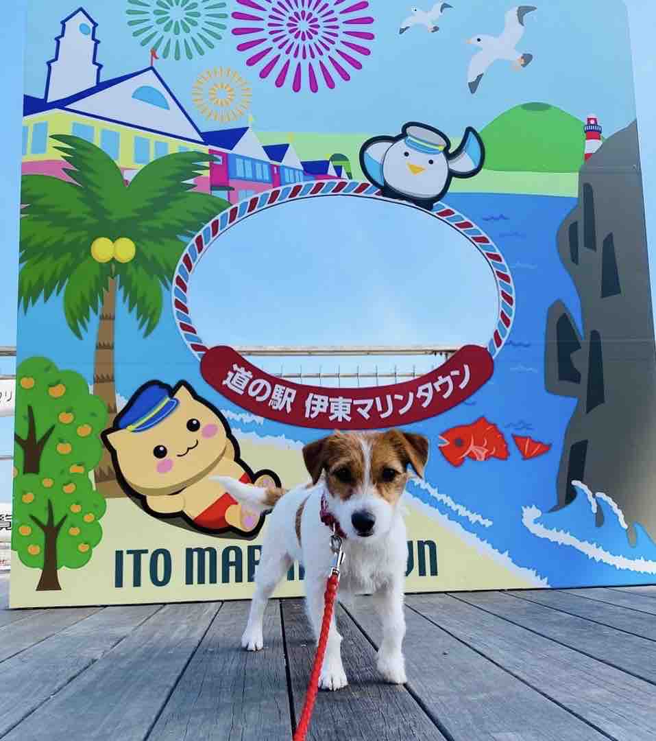 わんこと伊豆旅行 小室山 伊豆アニマルキングダム 道の駅 伊東マリンタウン 登山犬 ジャックラッセルテリアのモカです