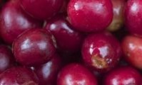 coffee-cherry