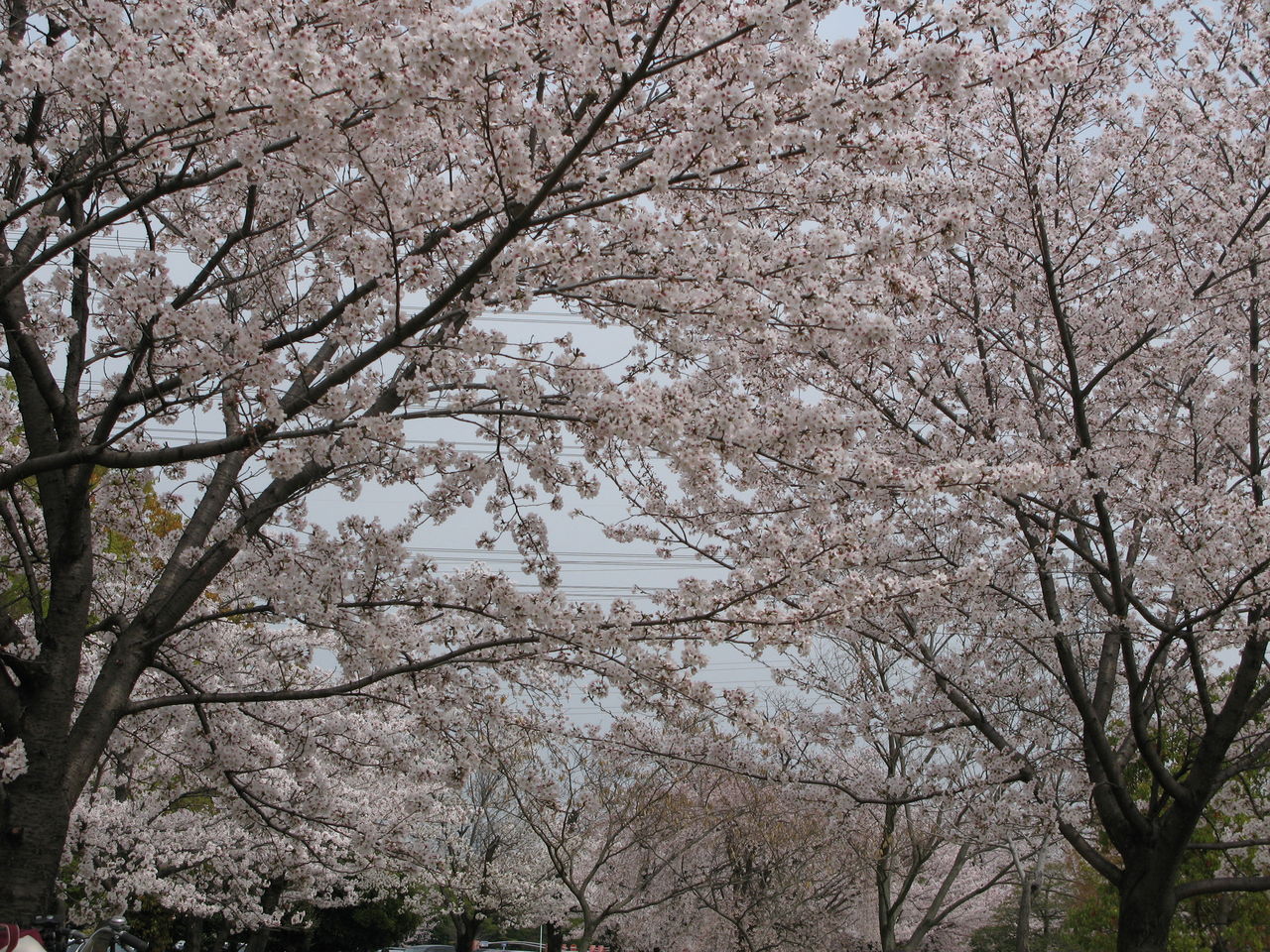 春日井市 高蔵寺 カフェパルランテの日記 お花見 Livedoor Blog ブログ 春日井市 高蔵寺 カフェパルランテの日記 お花見 Livedoor Blog ブログ