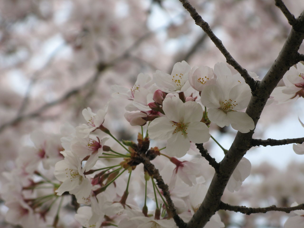 春日井市 高蔵寺 カフェパルランテの日記 お花見 Livedoor Blog ブログ 春日井市 高蔵寺 カフェパルランテの日記 お花見 Livedoor Blog ブログ