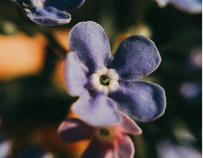 春の 風 を 待つ あの 花 の よう に 読み方