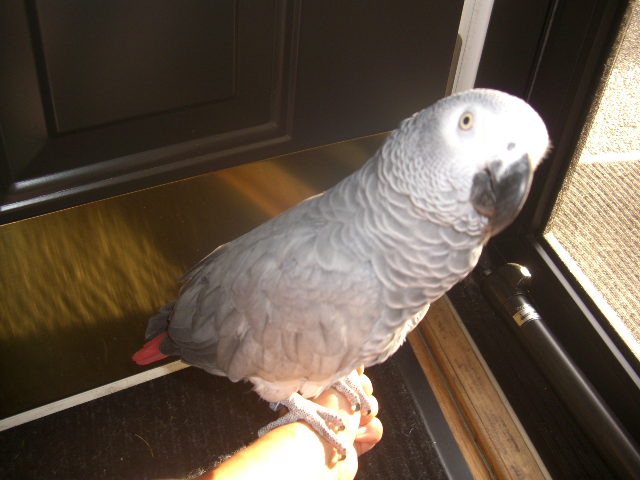 日光浴と毛引き鳥 ママのつぶやき ヨウムのタメ息