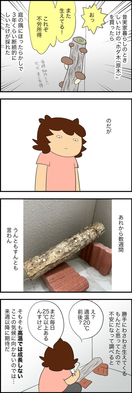 nov172025-1しいたけ