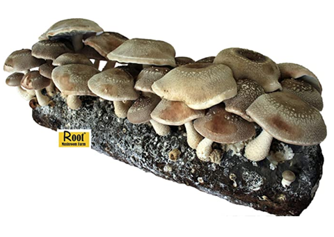 Annotation 2020-07-21 230743