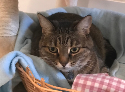 neko20191-5