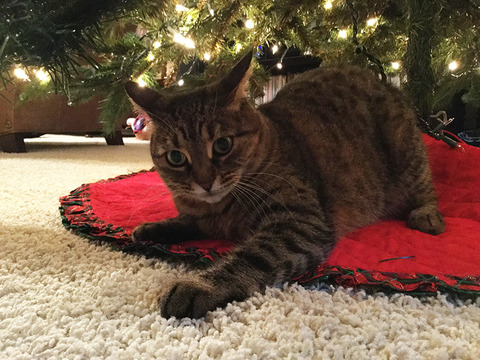 nekochanxmastree1