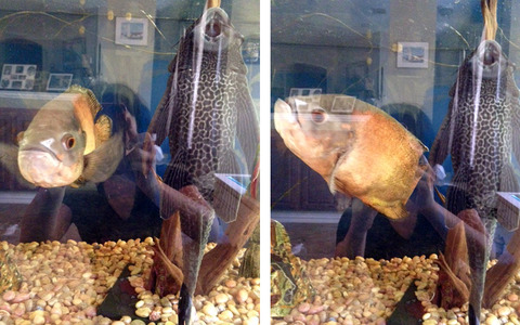 fish
