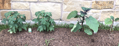 tomato1-5