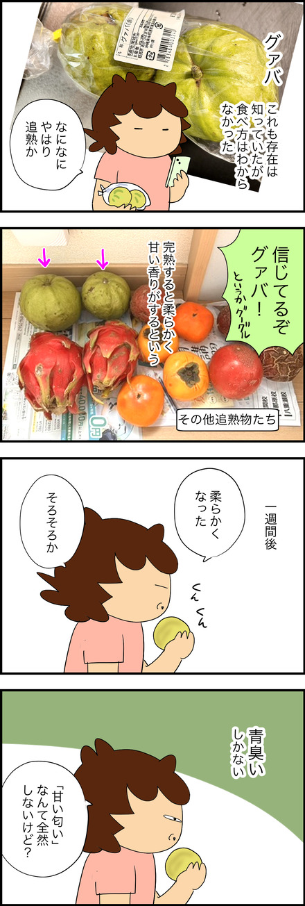 sep262026-1グアバ