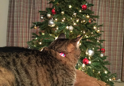 nekochanxmastree2