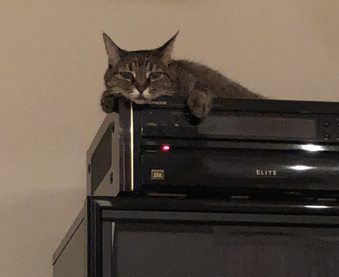 neko1