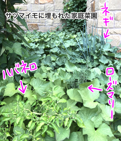 A7107E92-64DB-45B8-A6D0-17F7A2F924D1