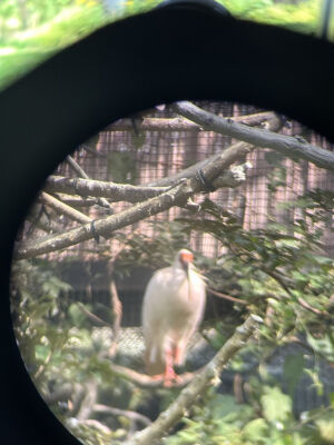 0AAF589A-2E10-495F-94BB-045A5F2C9122_1_105_c