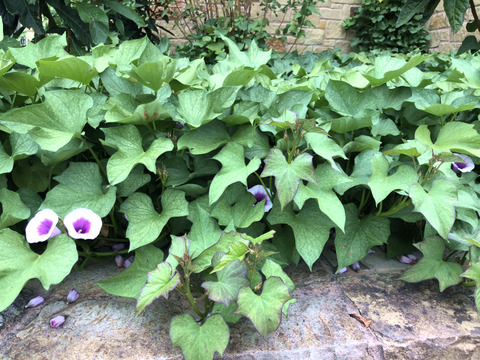 EAB8EDC8-01ED-4ADA-8ED4-3C692BEF8F01