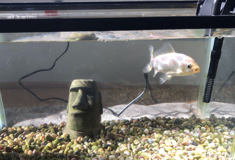 C0974343-70B2-4877-8F45-CD8E0235BE39