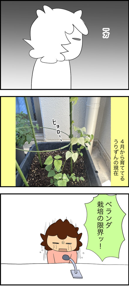 jul082026-2家庭菜園