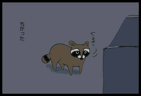 raccoon1-5
