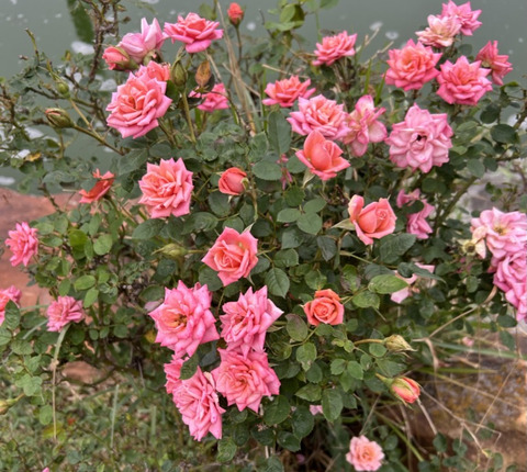 EC26CFF3-113C-4D9C-9C71-E88935409ABB_1_105_c