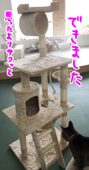 cattower2-3