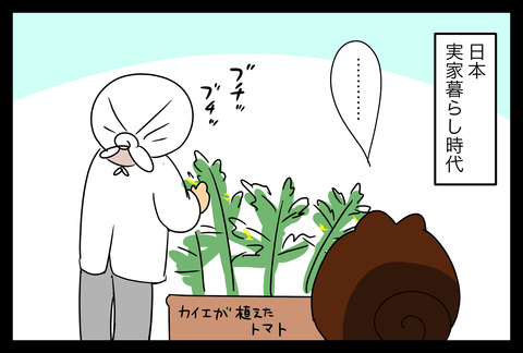tomato1-1 (1)