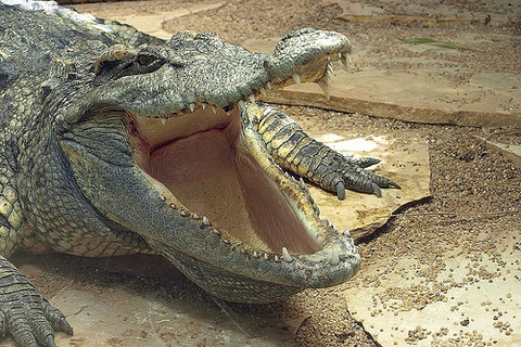 crocodile