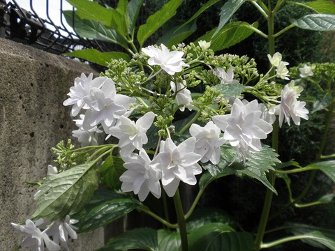 hydrangea