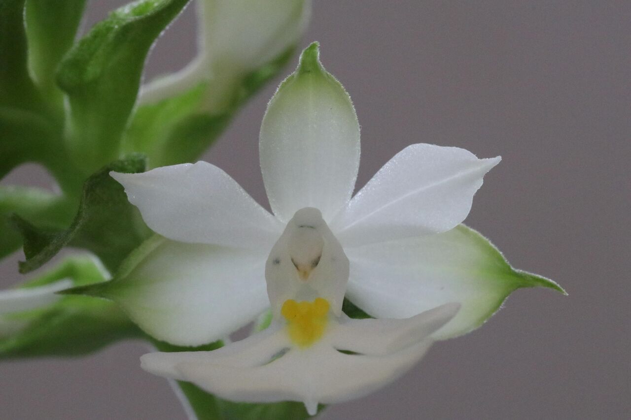 今日咲いた花は中国産エビネの交配株です 19 13 A エビネ交配記録