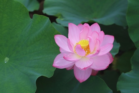 lotus