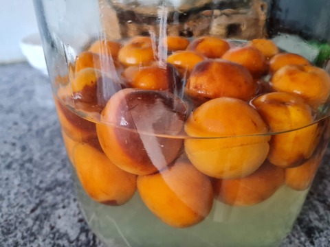apricot6