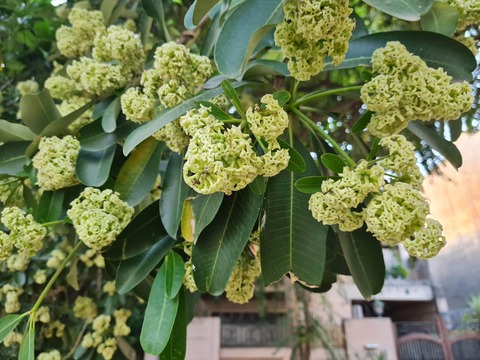 raatkirani